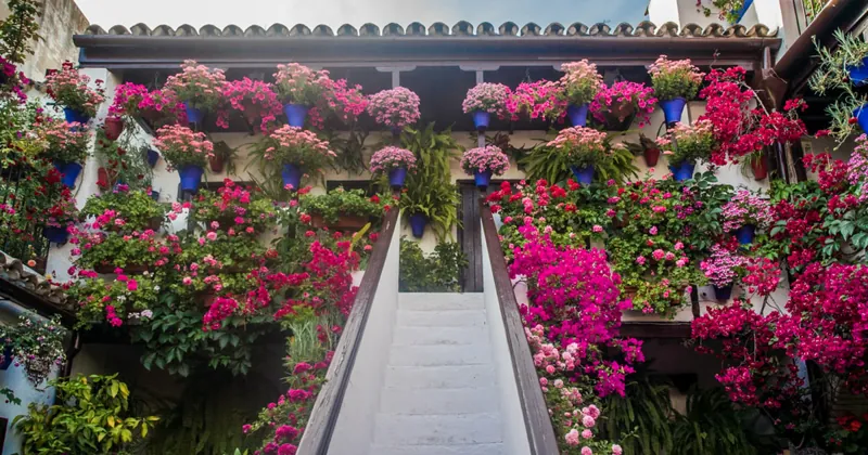 Guided Tour of Córdoba's Patios